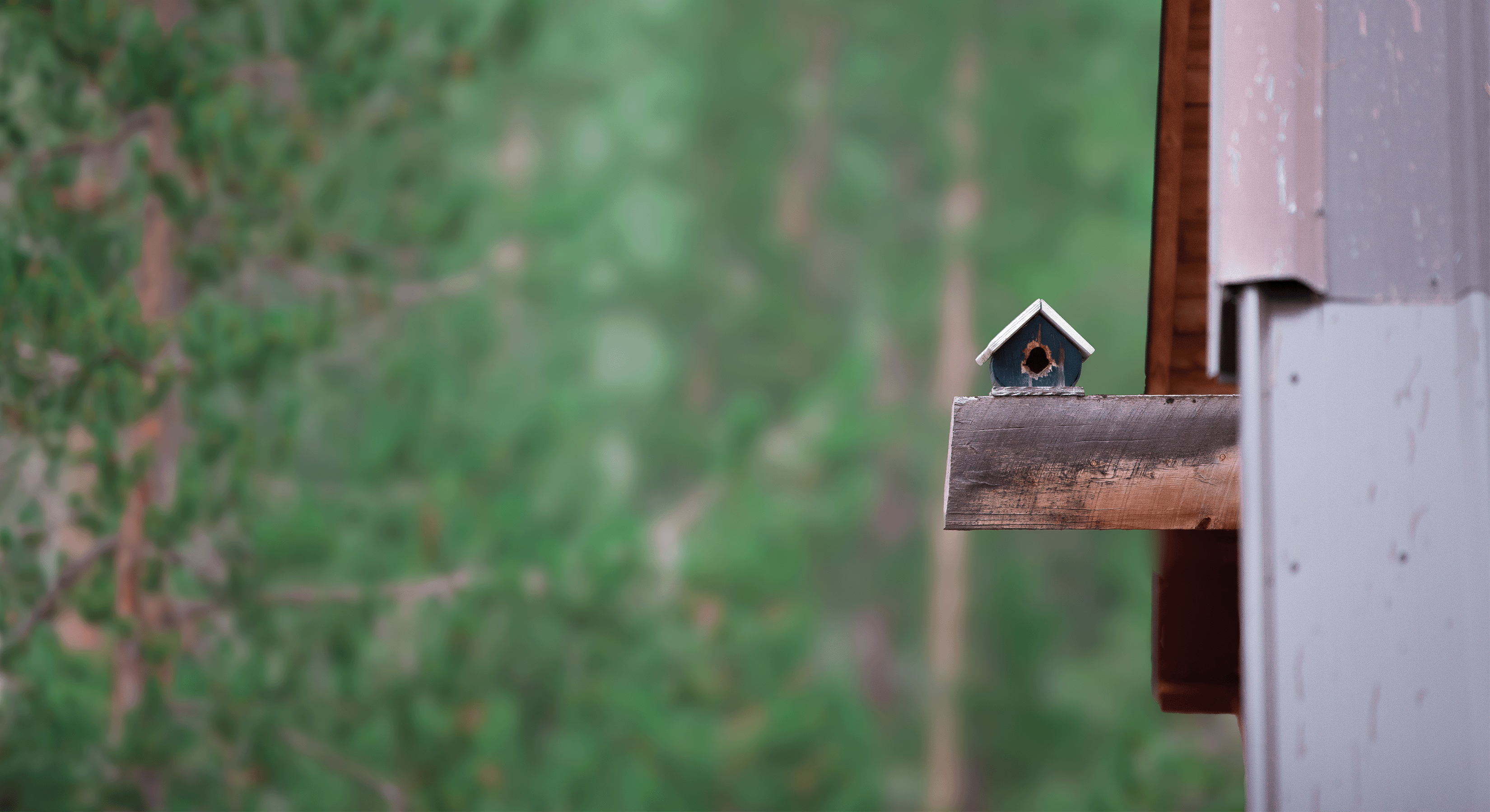 A small birdhouse mounted on a cabin beam against a blurred pine forest